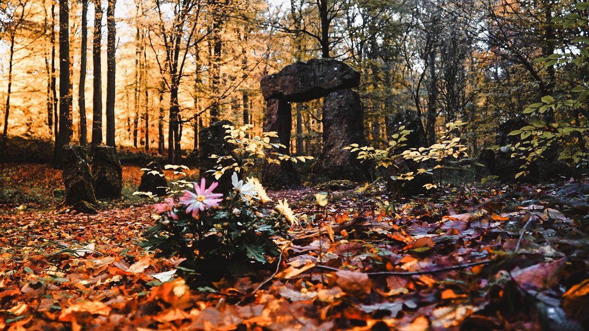 Eyes in Sonian Forest, Brussels